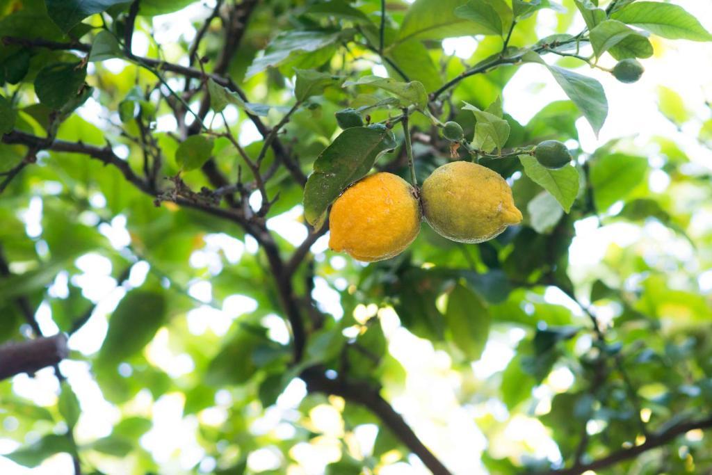 L'albero Dei Limoni *